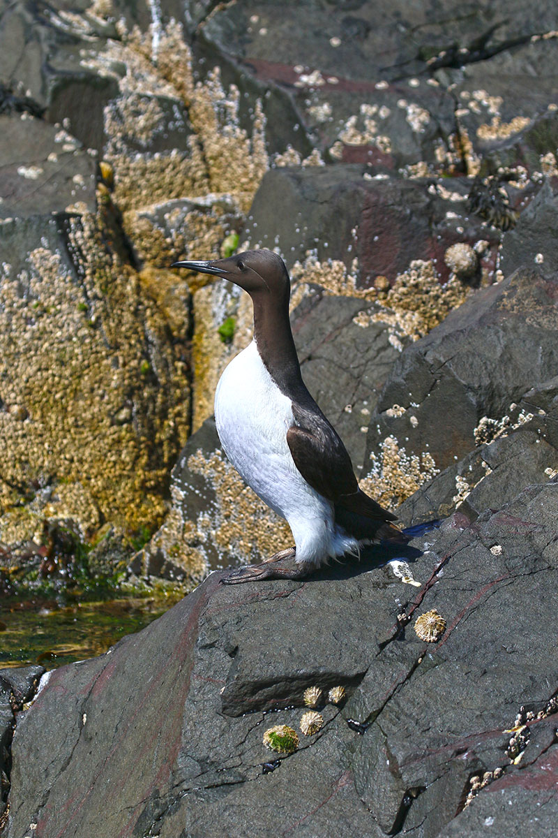 Zeekoet Farne Islands